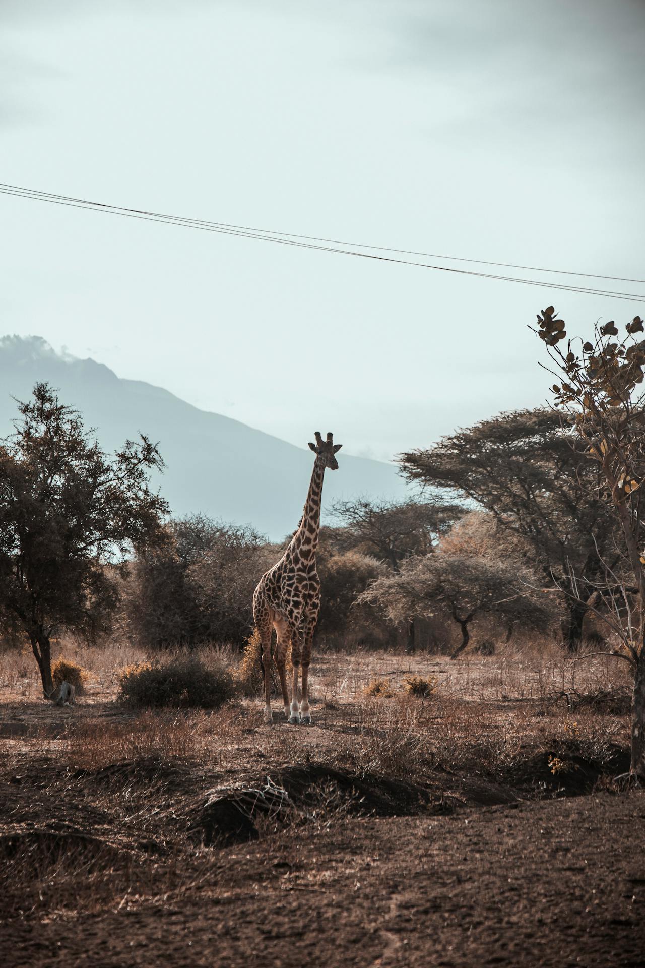 pexels 1dera 34142469